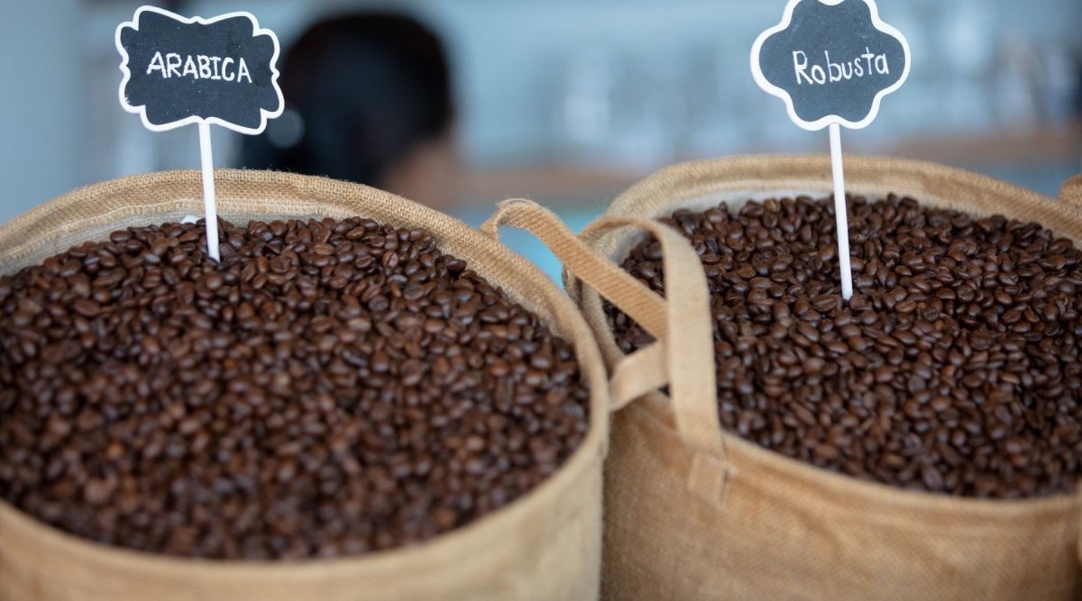 ☕ Arabica vs. Robusta: Unterschiede, Geschmack & Verwendung - Coffee Pirates