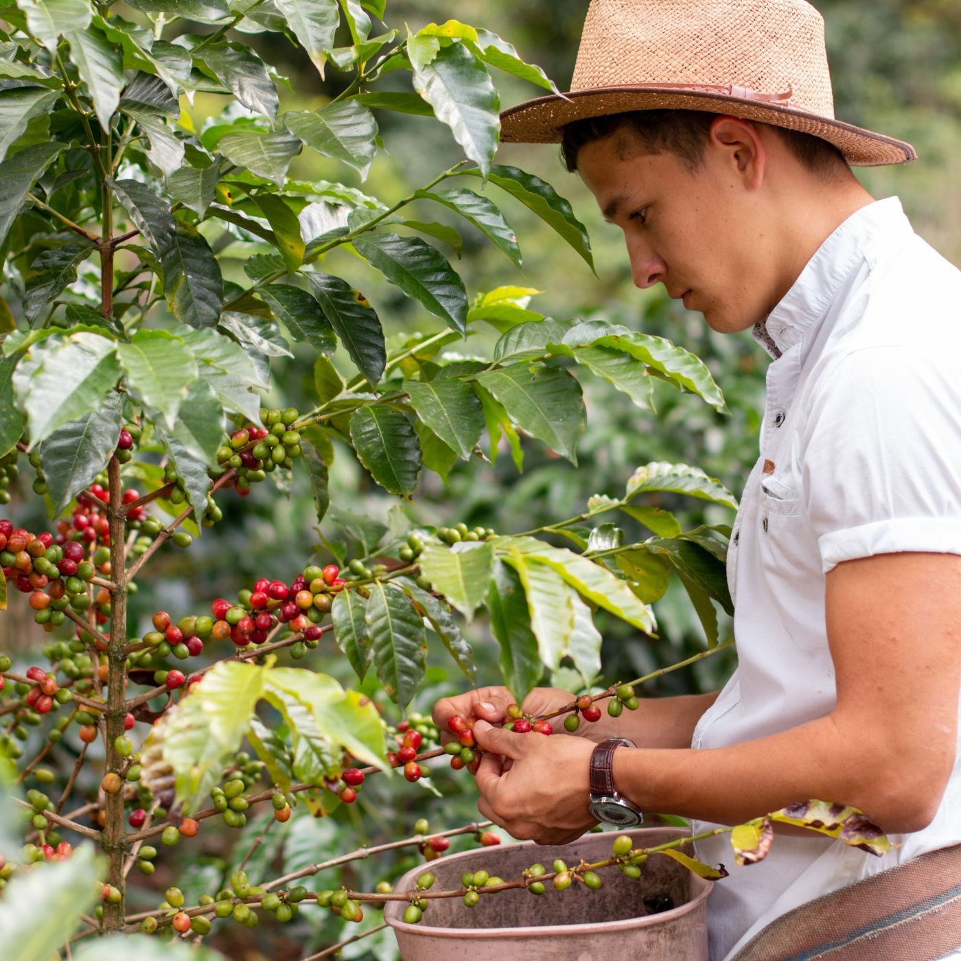 Kaffeebauer bei Kaffeeernte in Guatemala