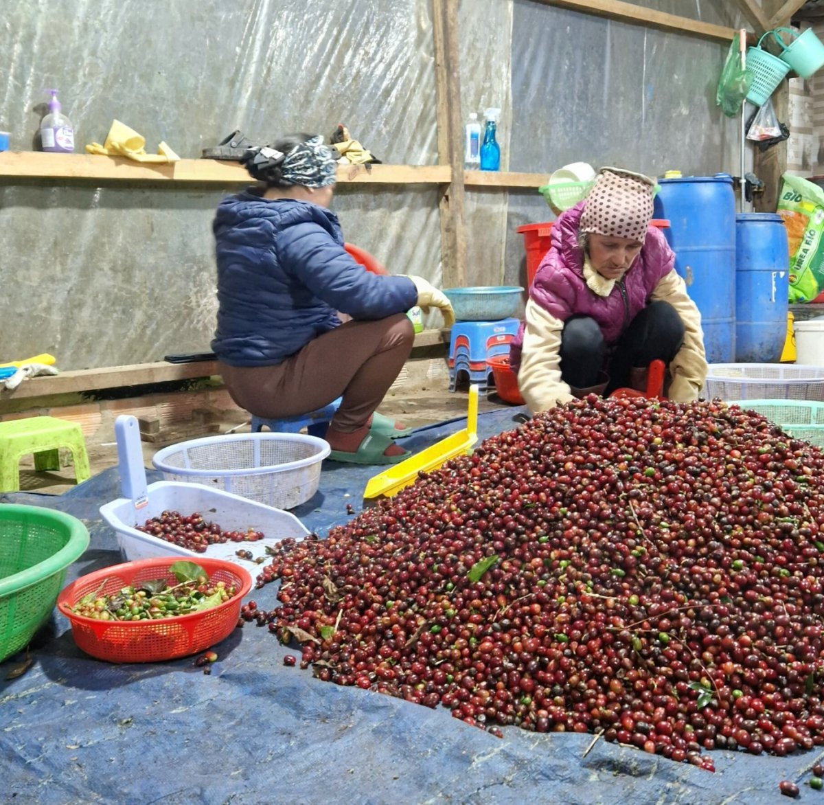Ankerröstung - Coffee Pirates - Mùa Hè - Coffee Pirates