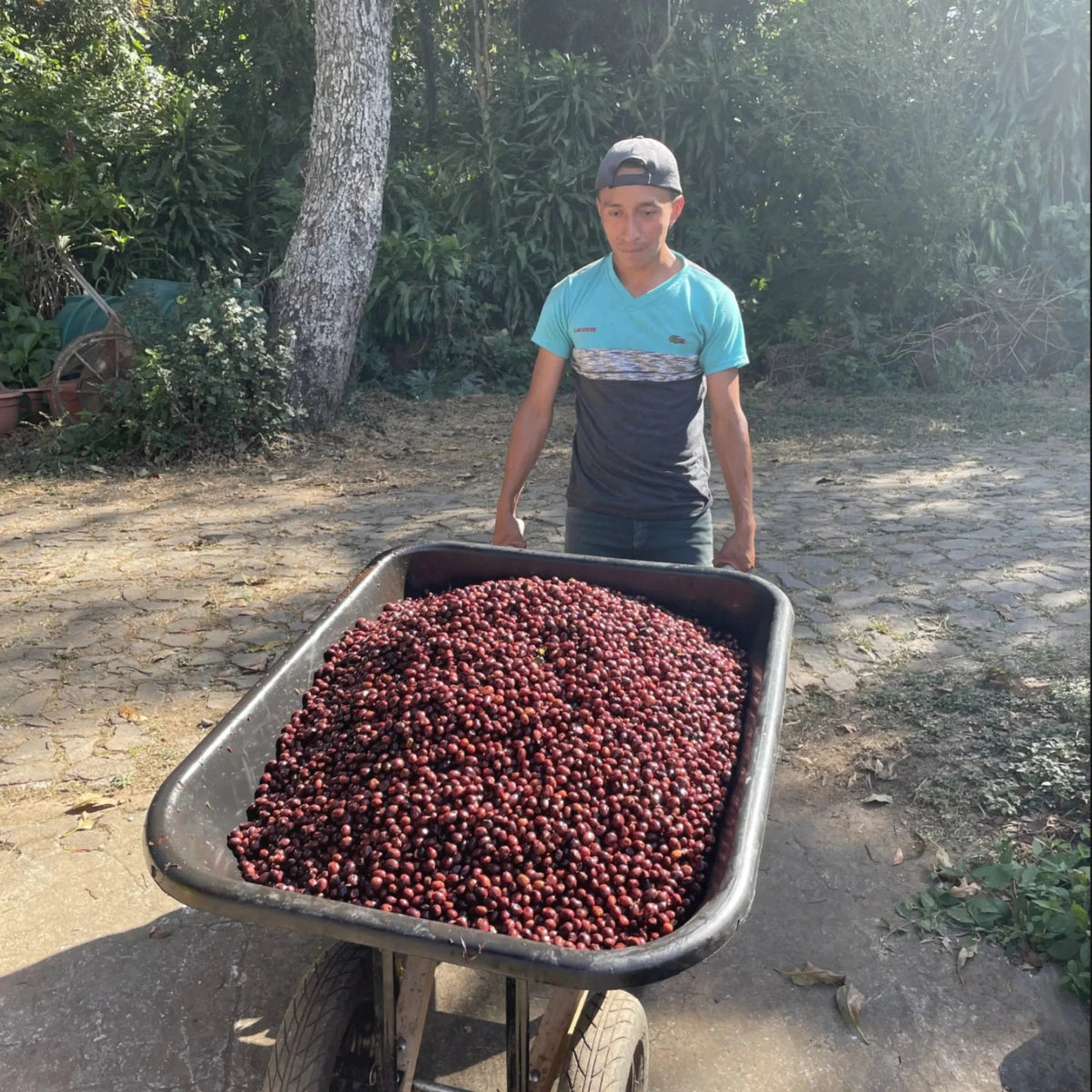 Kaffee des Monats Mai – El Salvador Finca El Cerro Anacafe natural - Coffee Pirates