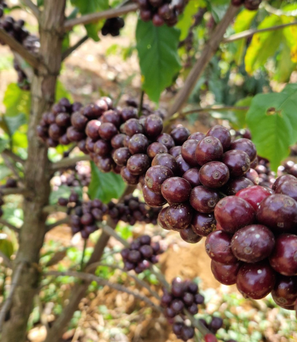 Vietnam Siêu Sao - Coffee Pirates - Coffee Pirates