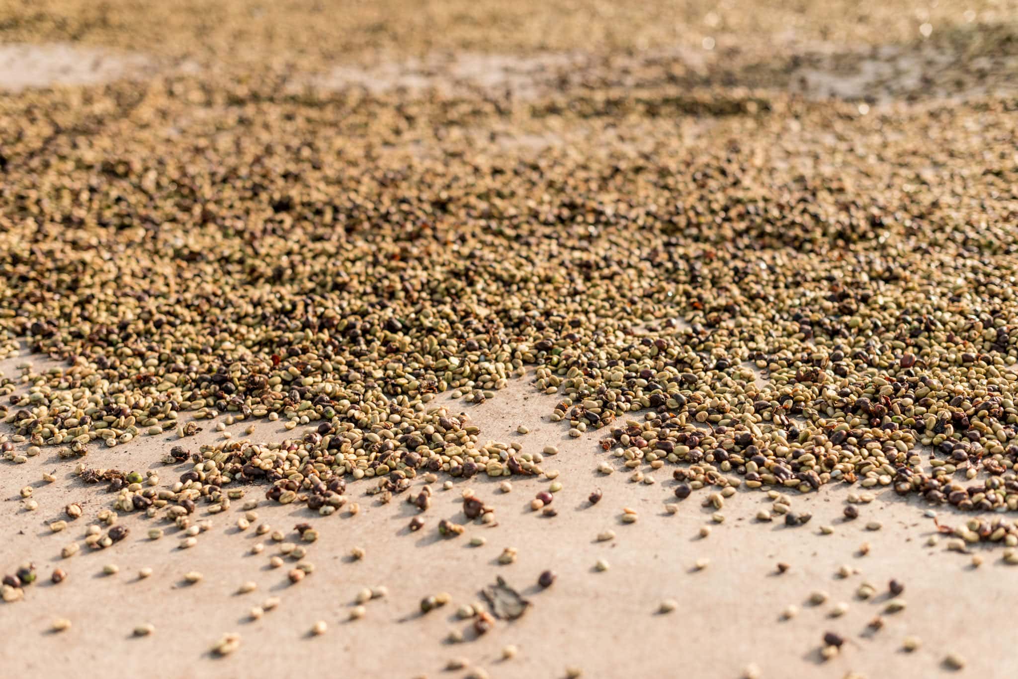 Orang Utan Projektkaffee I Espresso - Coffee Pirates