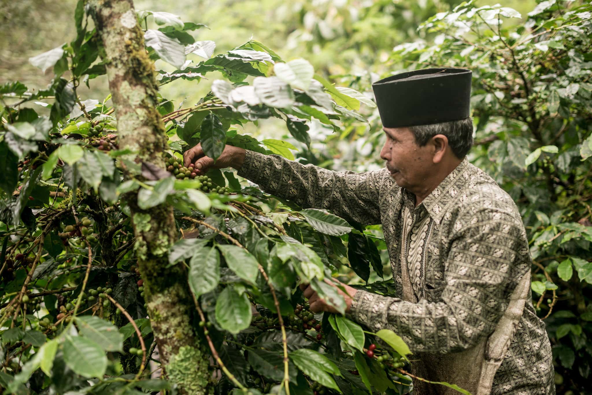 Orang Utan Projektkaffee I Espresso - Coffee Pirates