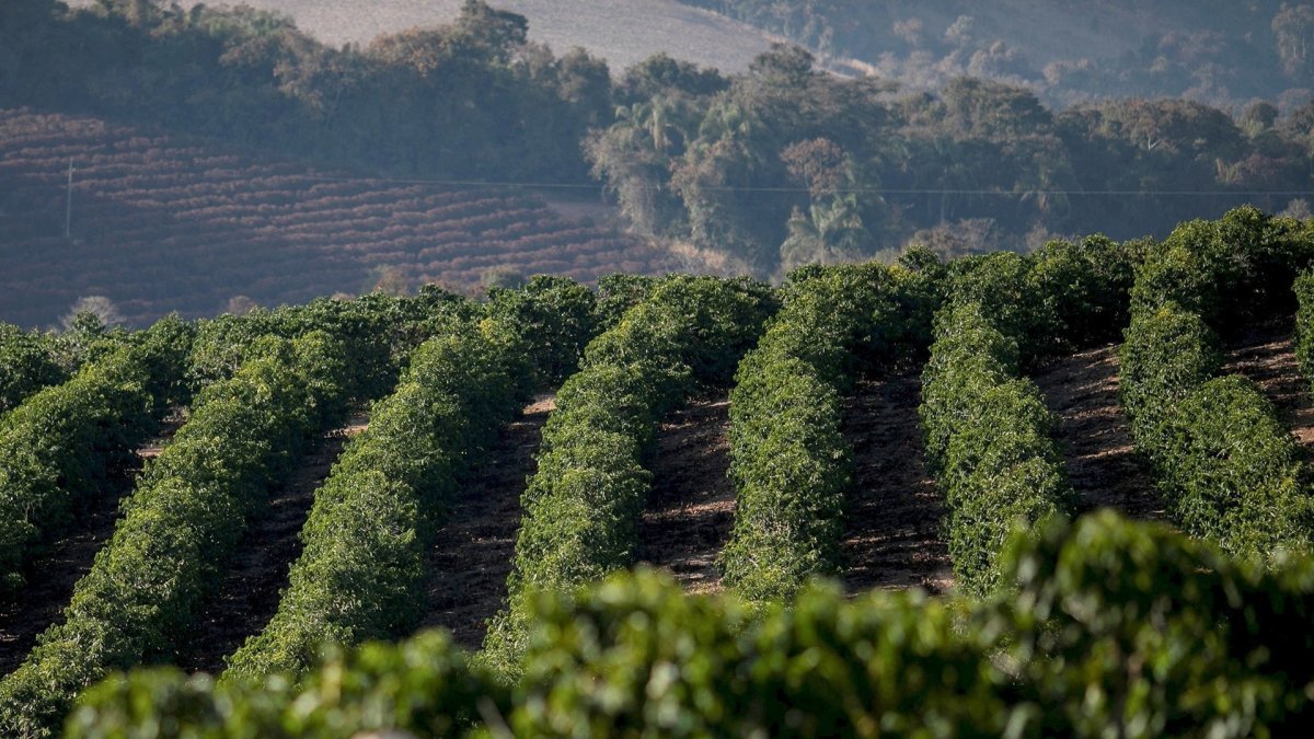 Der Kaffeeanbau in Brasilien - Ein Einblick in die Kaffeekultur des größten Kaffeeproduzenten der Welt - Coffee Pirates