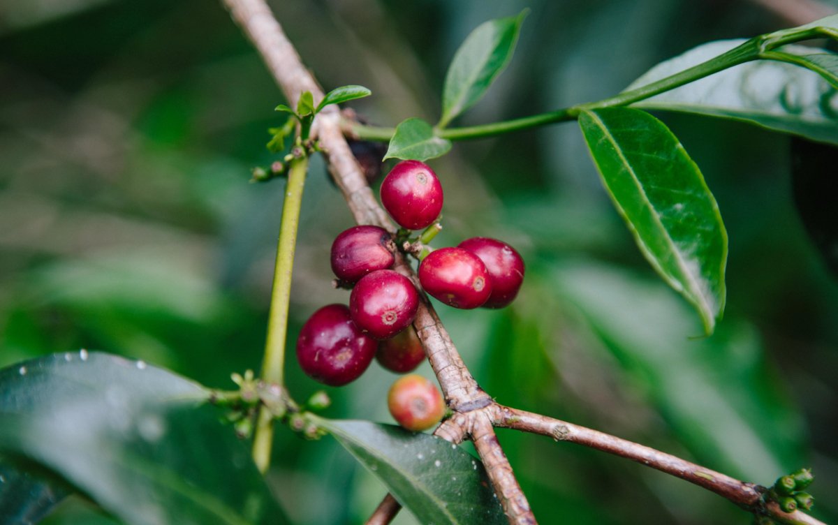 Die Top 10 der Kaffee Anbauländer: Entdecke die besten Kaffeeländer der Welt - Coffee Pirates