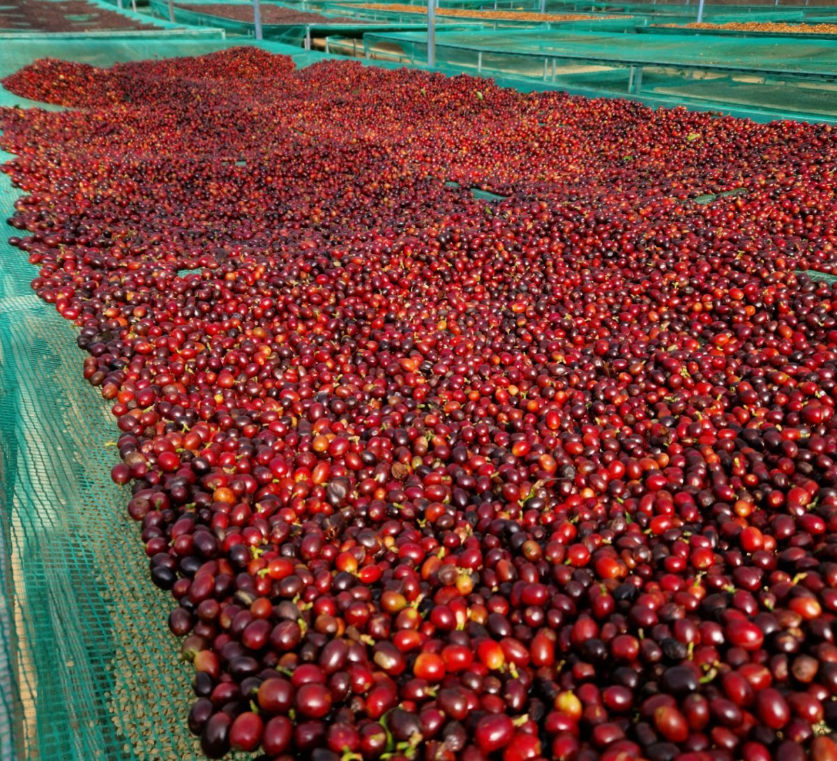 Natürlich oder gewaschen: Welcher Kaffee schmeckt am besten? - Coffee Pirates