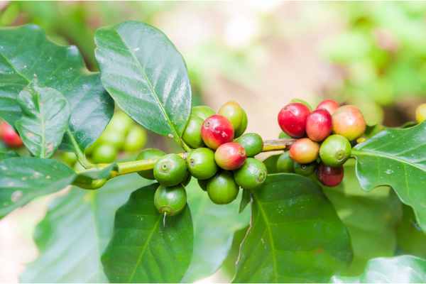 Kaffee aus Südamerika – Brasilien, Kolumbien & Peru frisch geröstet