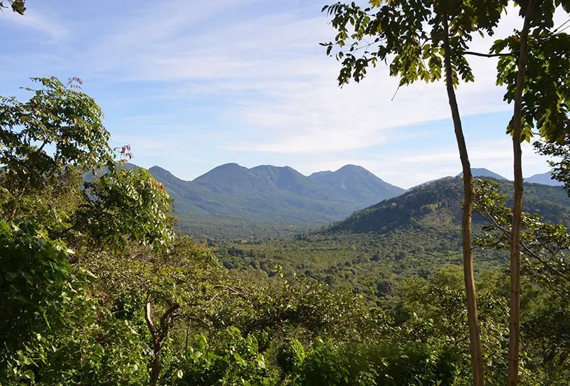 El Salvador Finca La Reforma natural - Coffee Pirates