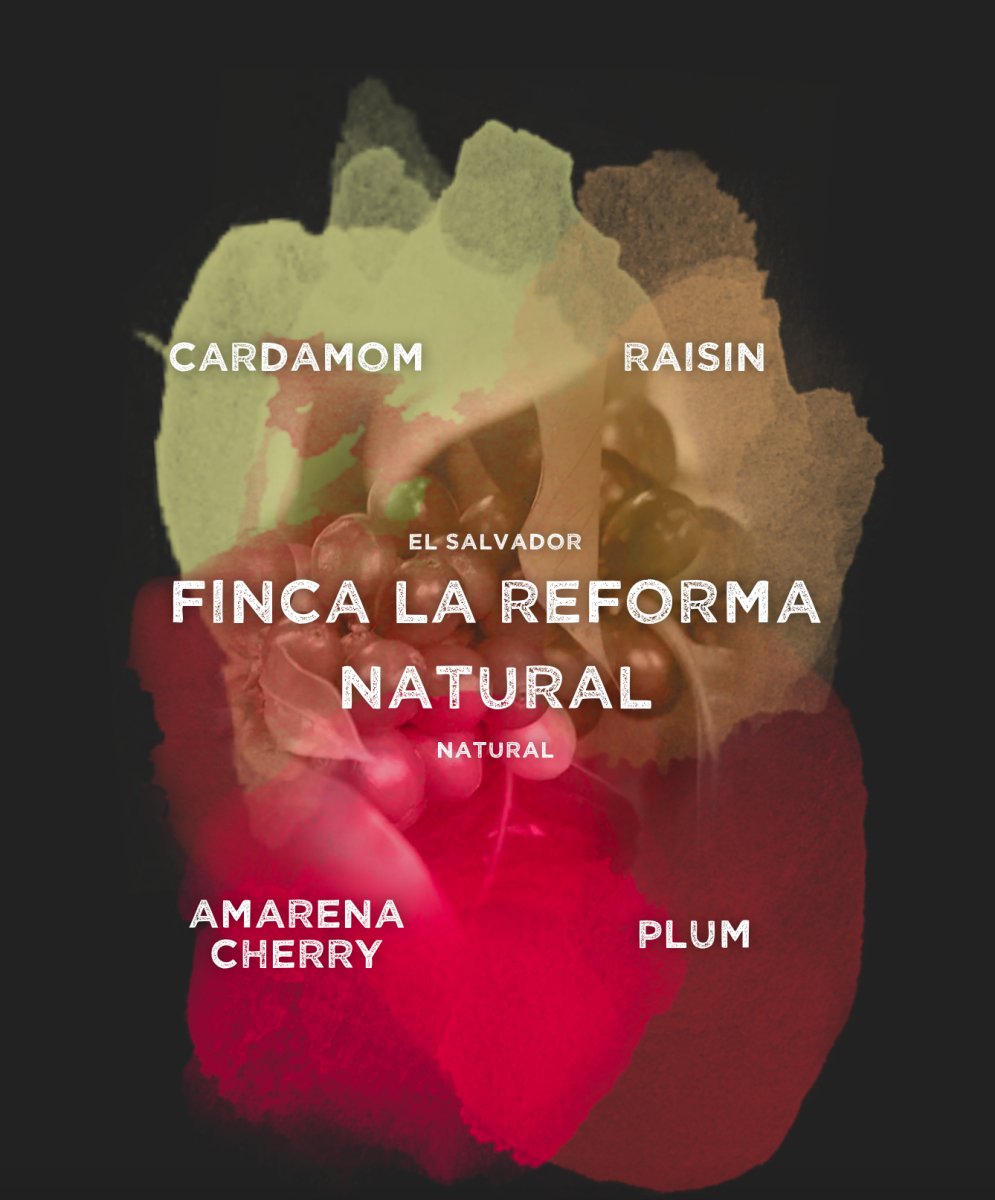 El Salvador Finca La Reforma natural - Coffee Pirates