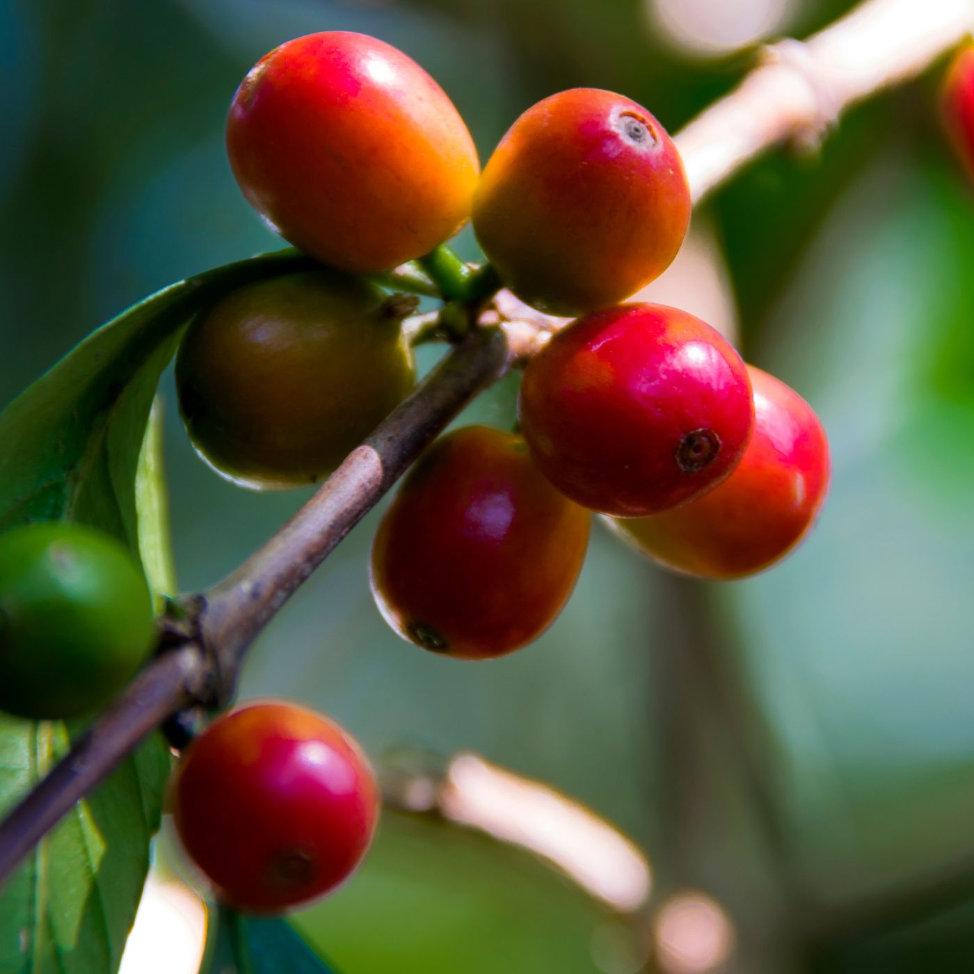 rote kaffeekirschen am strauch