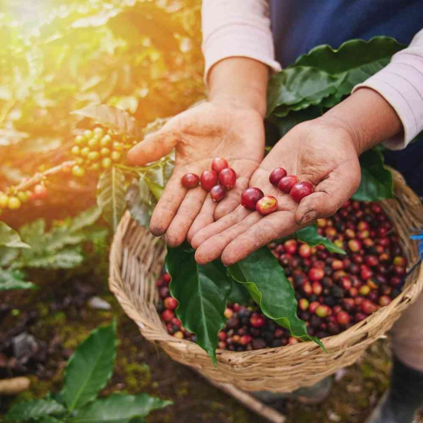 reife rote kaffeekirschen im korb und den händen eines kaffeebauern