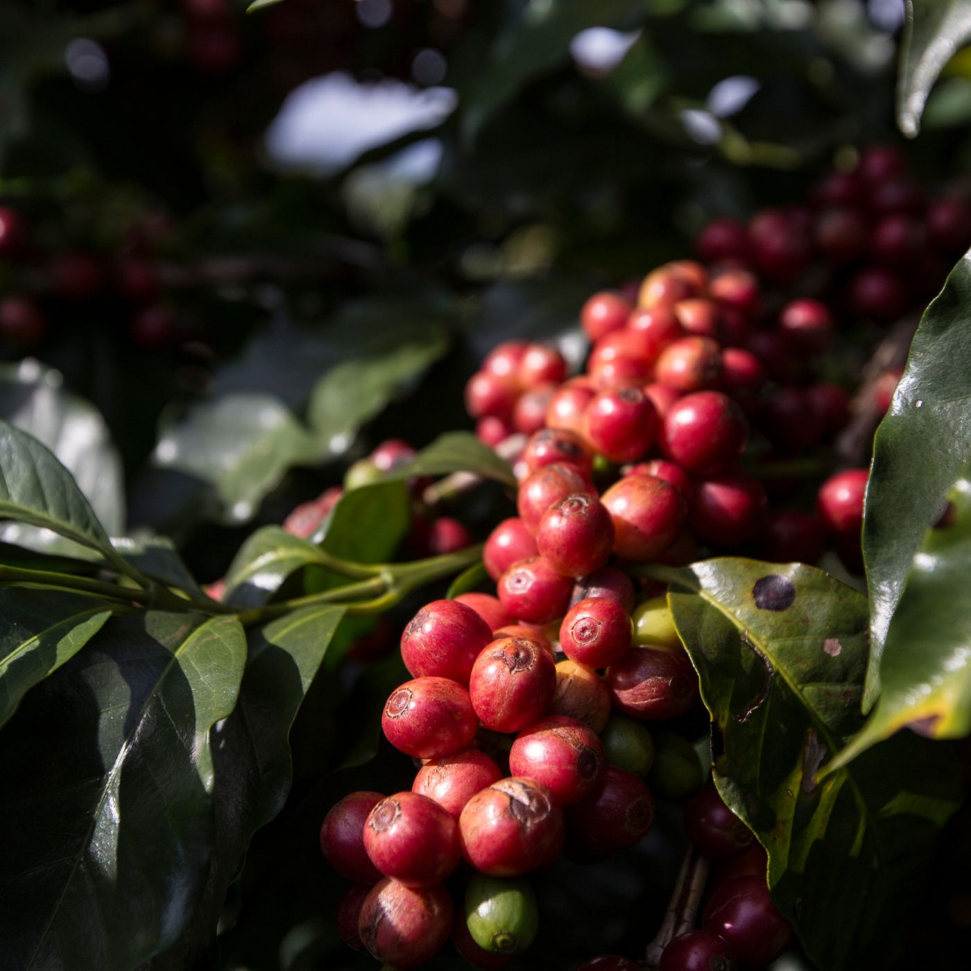 specialty Coffee reife kaffeekirschen am baum