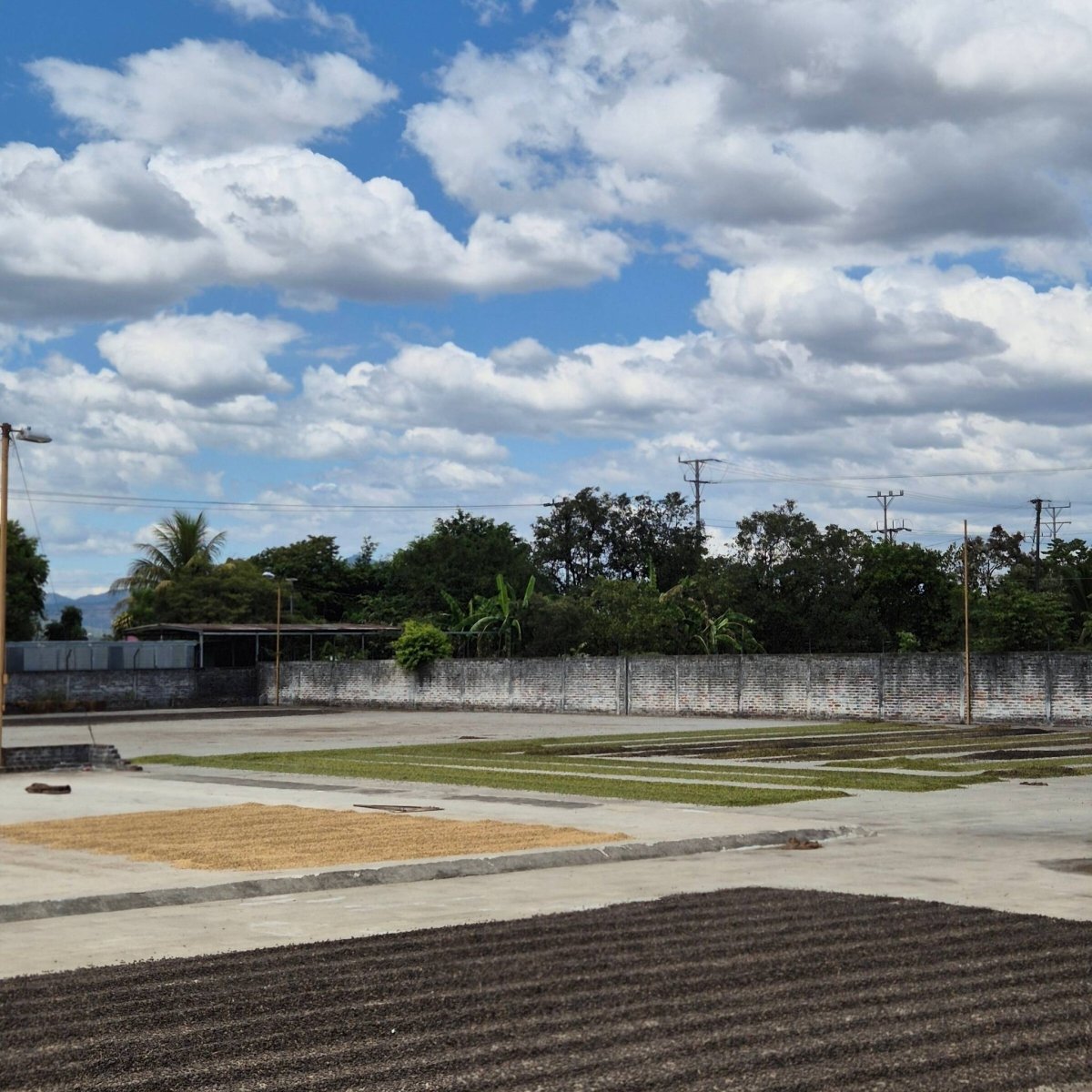 Tita Toni – El Salvador Omniroast März 2026 - Coffee Pirates