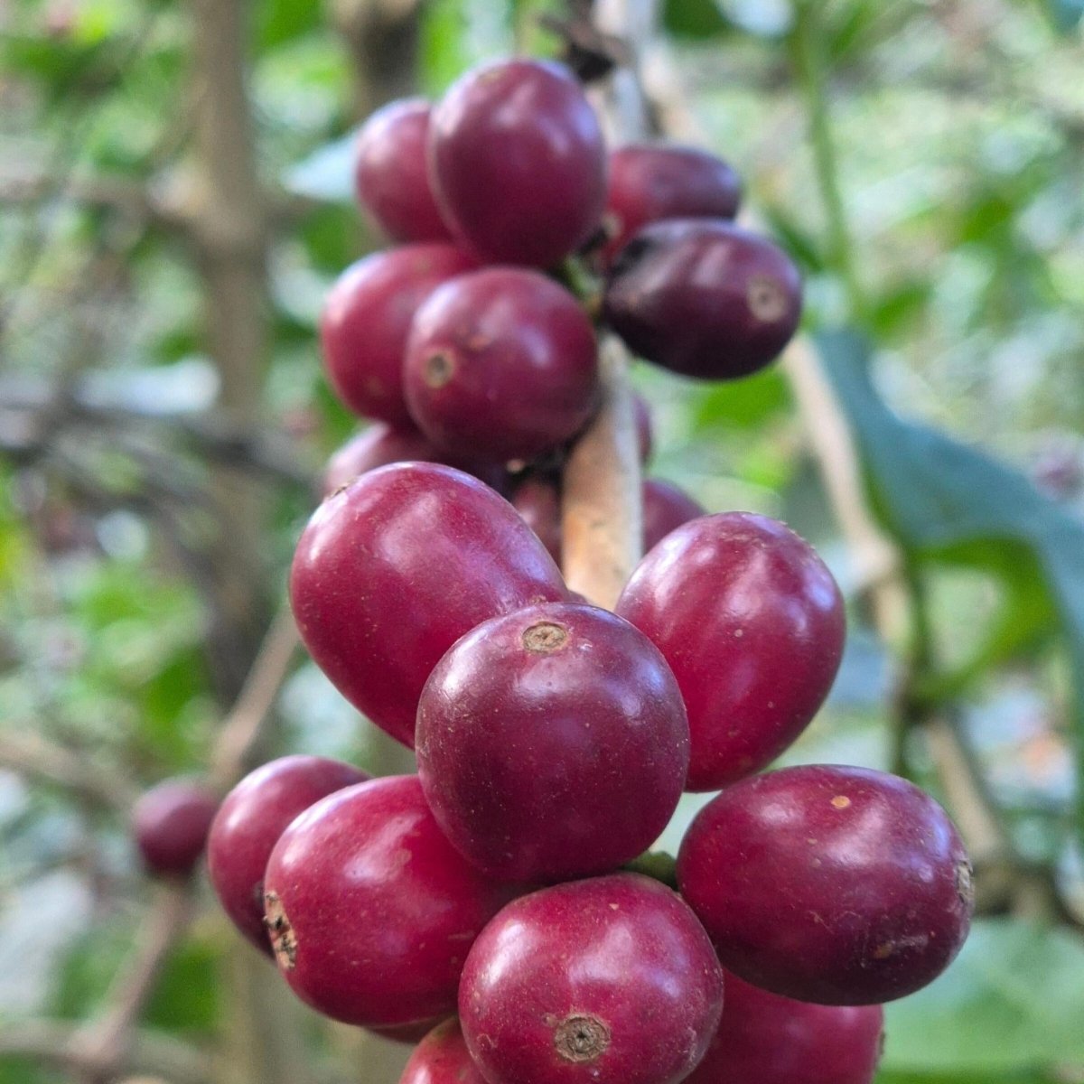 Tita Toni – El Salvador Omniroast März 2026 - Coffee Pirates