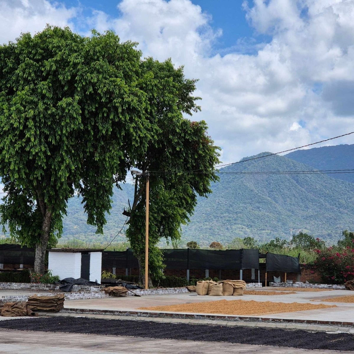 Tita Toni – El Salvador Omniroast März 2026 - Coffee Pirates