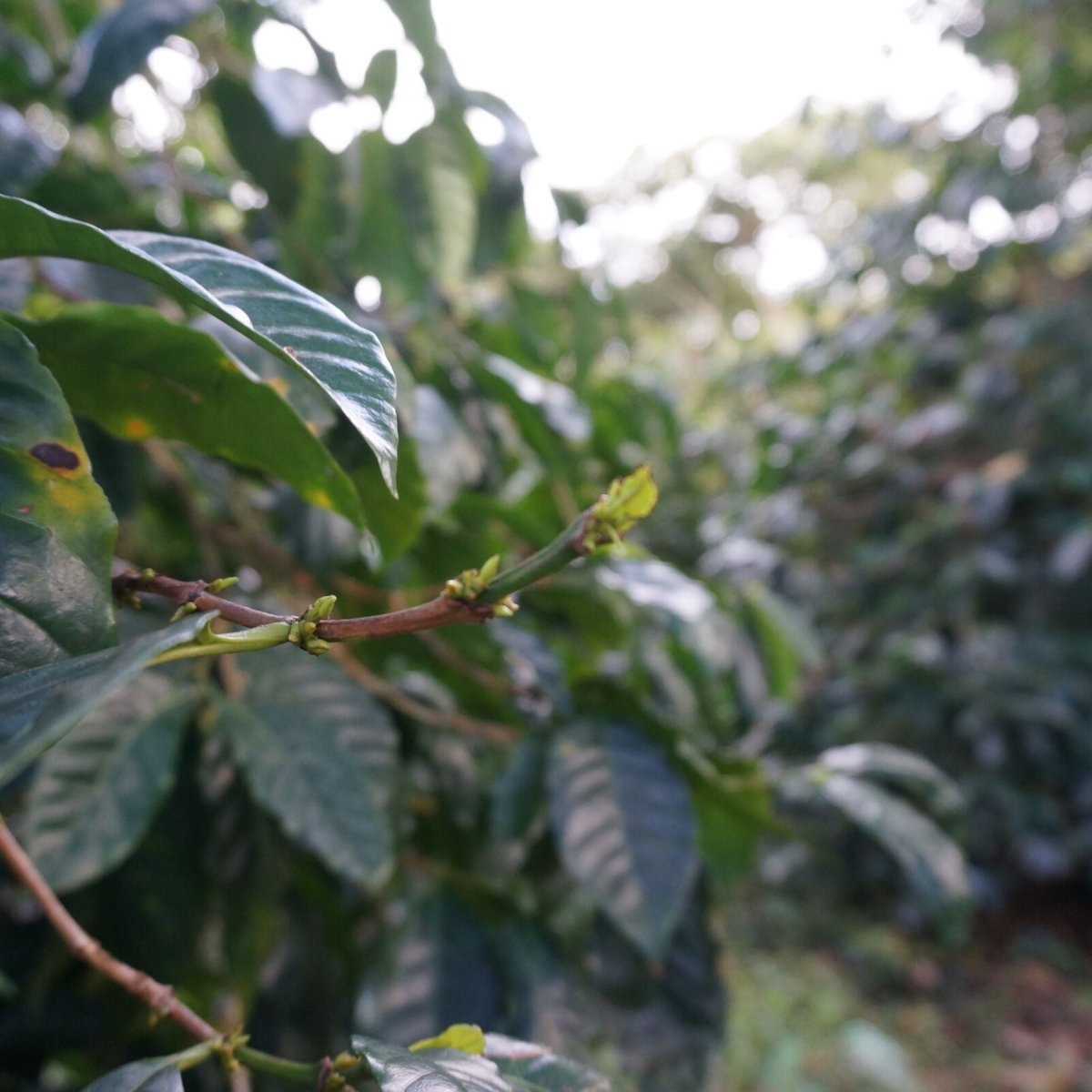 Tita Toni – El Salvador Omniroast März 2026 - Coffee Pirates