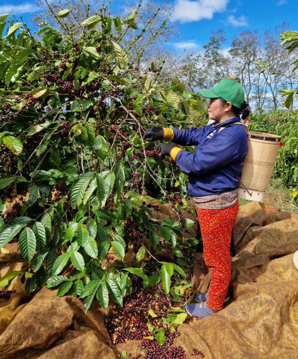 Vietnam Siêu Sao - Coffee Pirates - Coffee Pirates