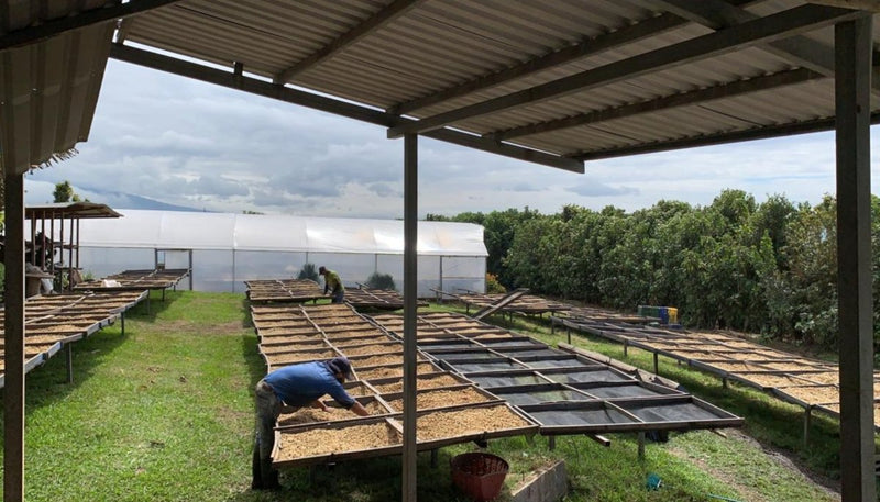 Costa Rica Finca la Amada I yellow honey - Coffee Pirates
