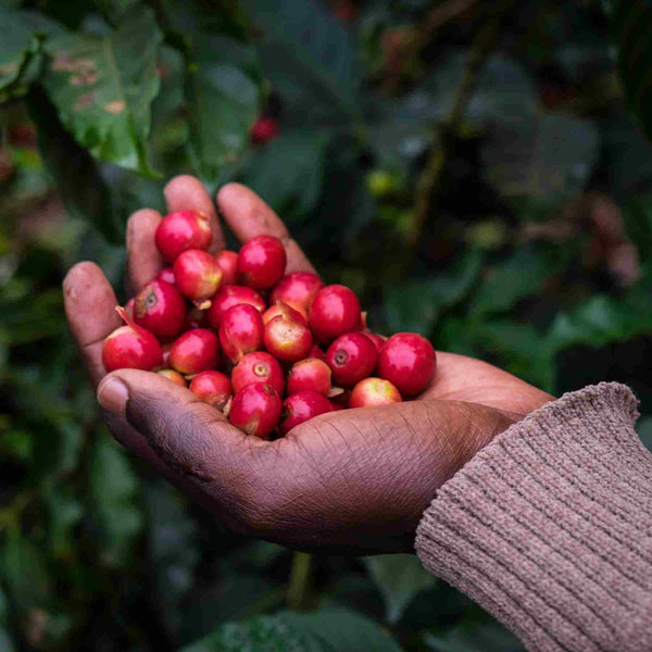 Kaffee des Monats Kenia Meru - Coffee Pirates
