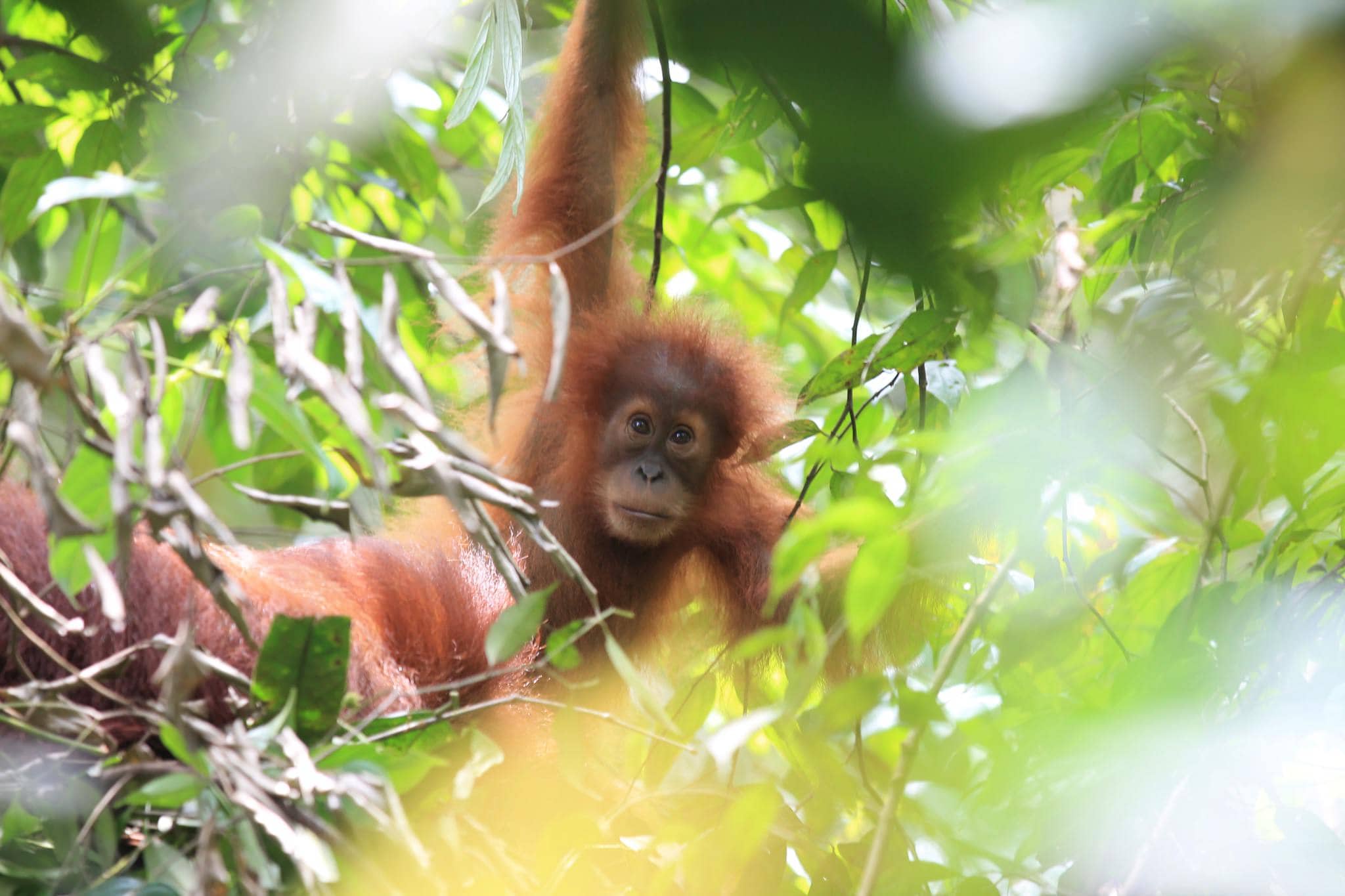 Orang Utan Projektkaffee I Espresso - Coffee Pirates